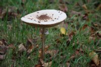 Parasol Mushroom (Macrolepiota Procera) Open: Click to enlarge